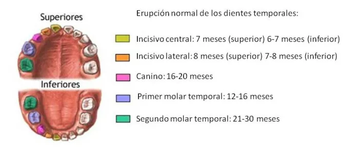 fases